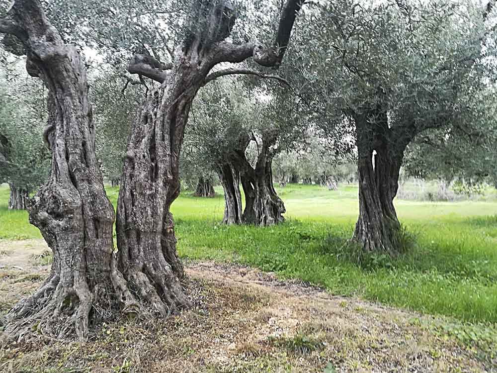 Kyklopas ancient olive grove