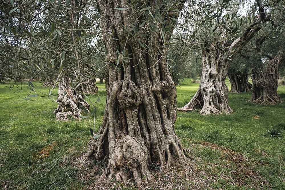 Kyklopas ancient olive grove