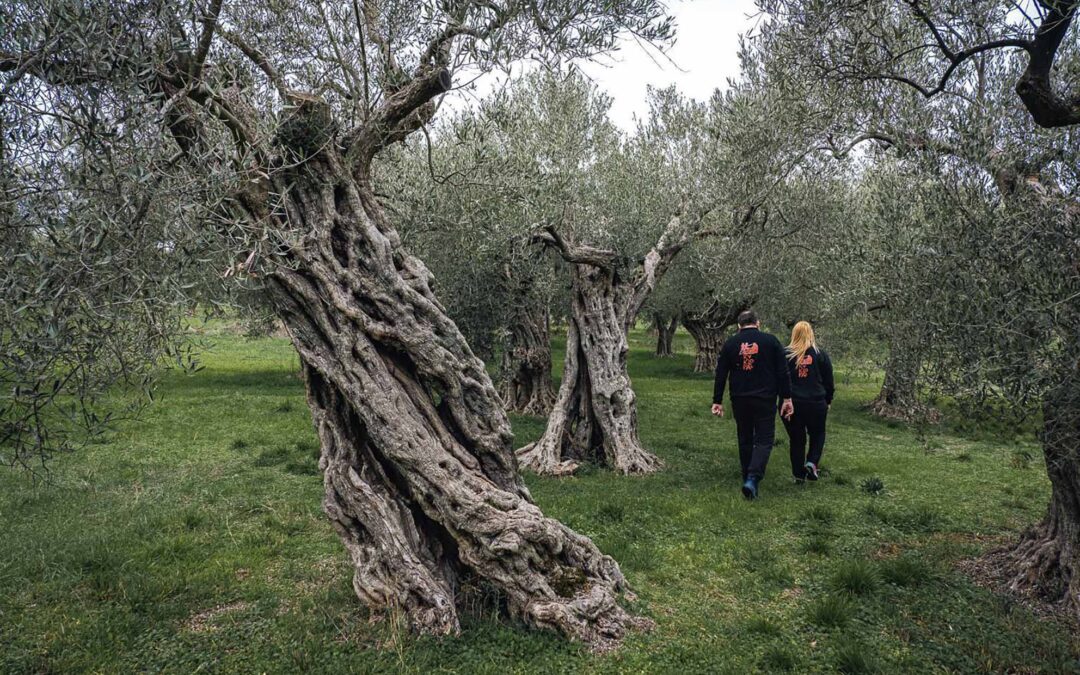 An olive oil for the AGES – Kyklopas’s ancient groves