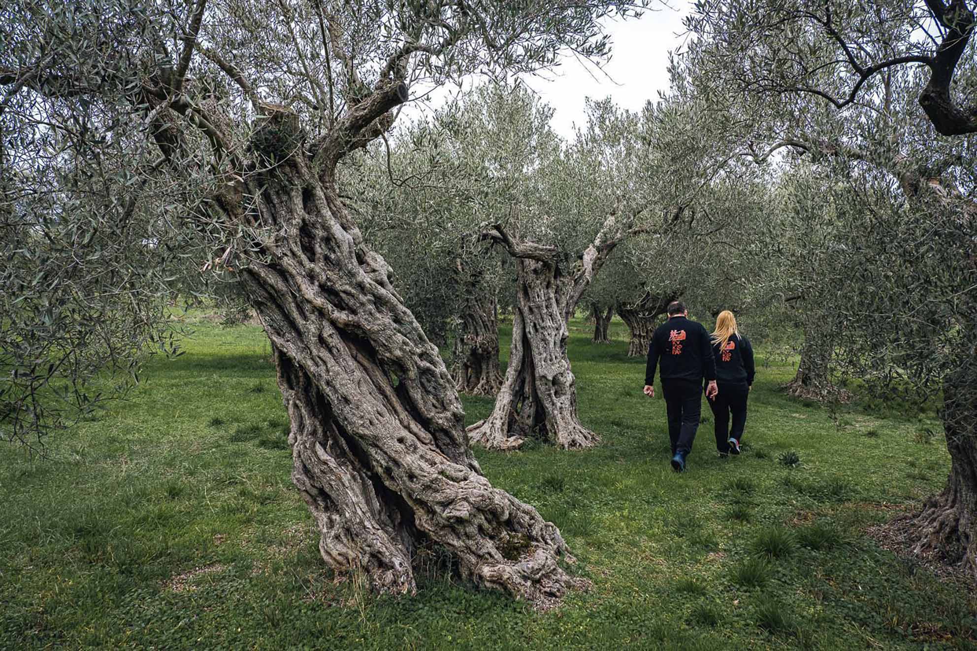 Kyklopas ancient olive grove