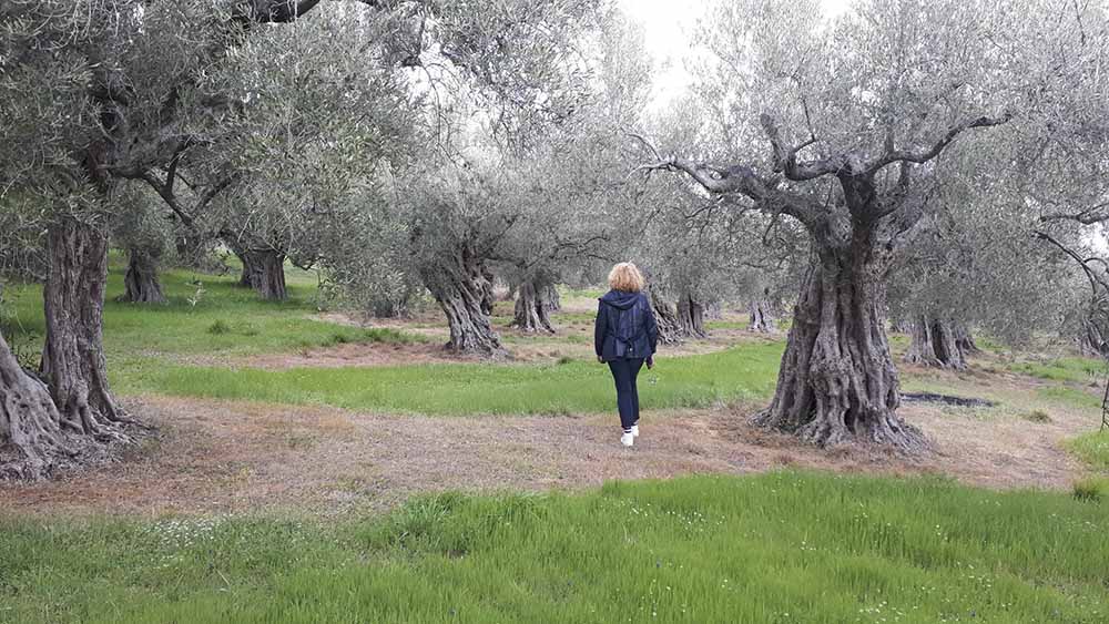 Walking through the Kyklopas ancient olive grove